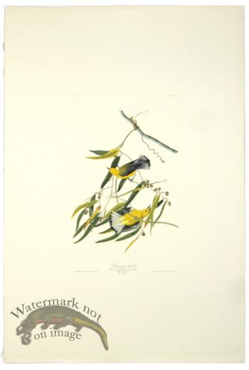 Prothonotary Warbler